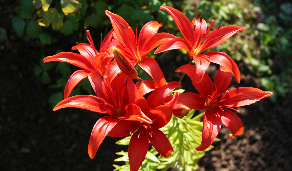 Красные лилии на клумбе крупным планом
