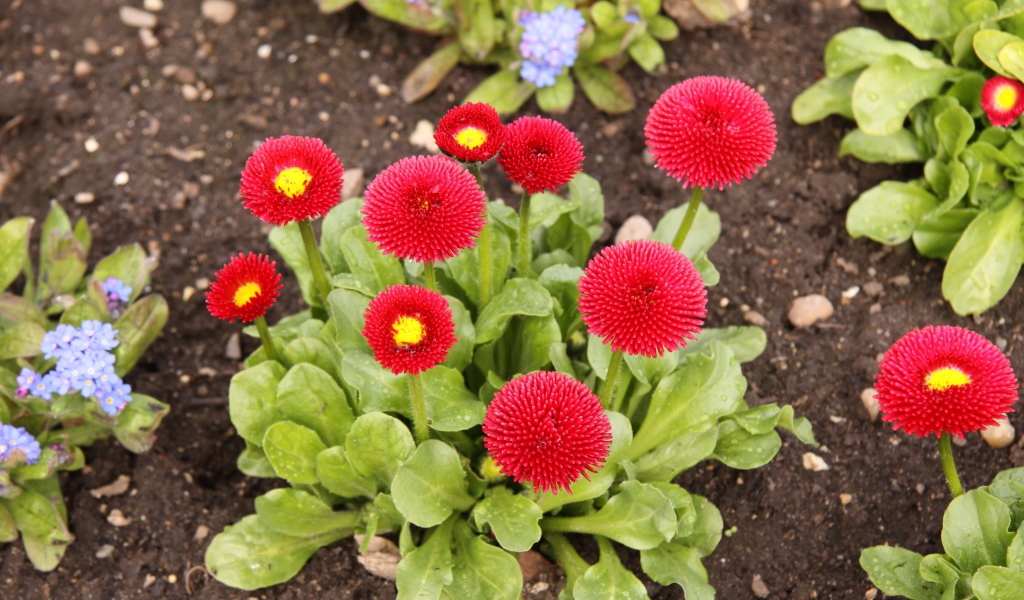 Красные пышные маргаритки на клумбе 