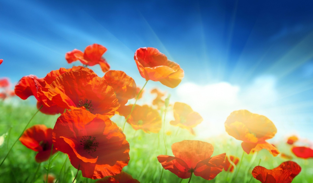 Красные маки в поле под голубым небом