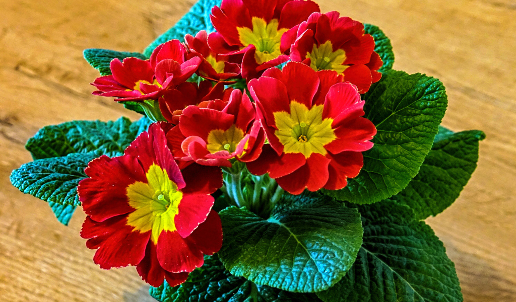 Красный цветок примула крупным планом 