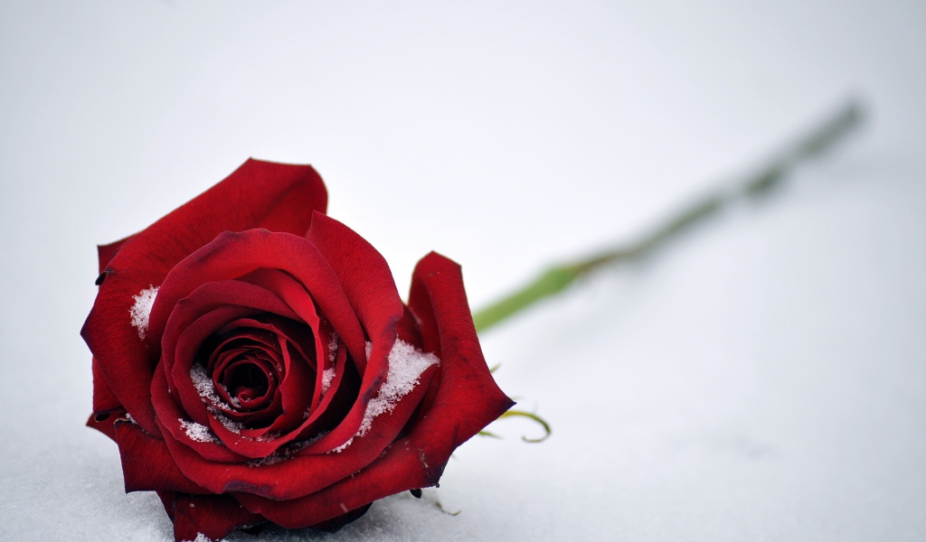 Красная роза на белом снегу 