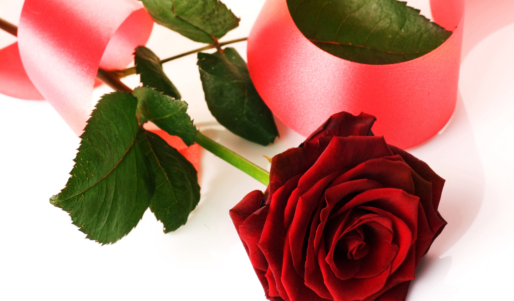 Красная роза с розовой лентой на белом фоне