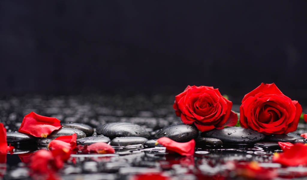 Красные розы на черных камнях в воде