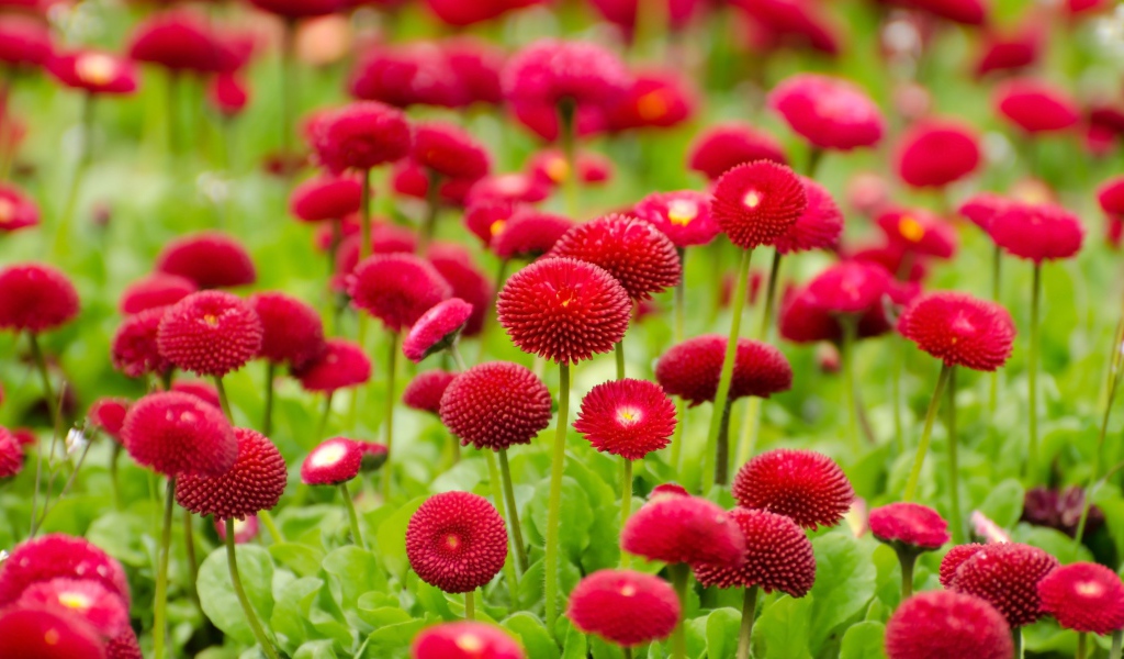 Красные летние цветы маргаритки 