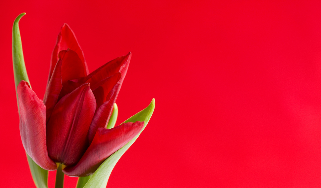 Красный тюльпан на красном фоне, шаблон для поздравительной открытки
