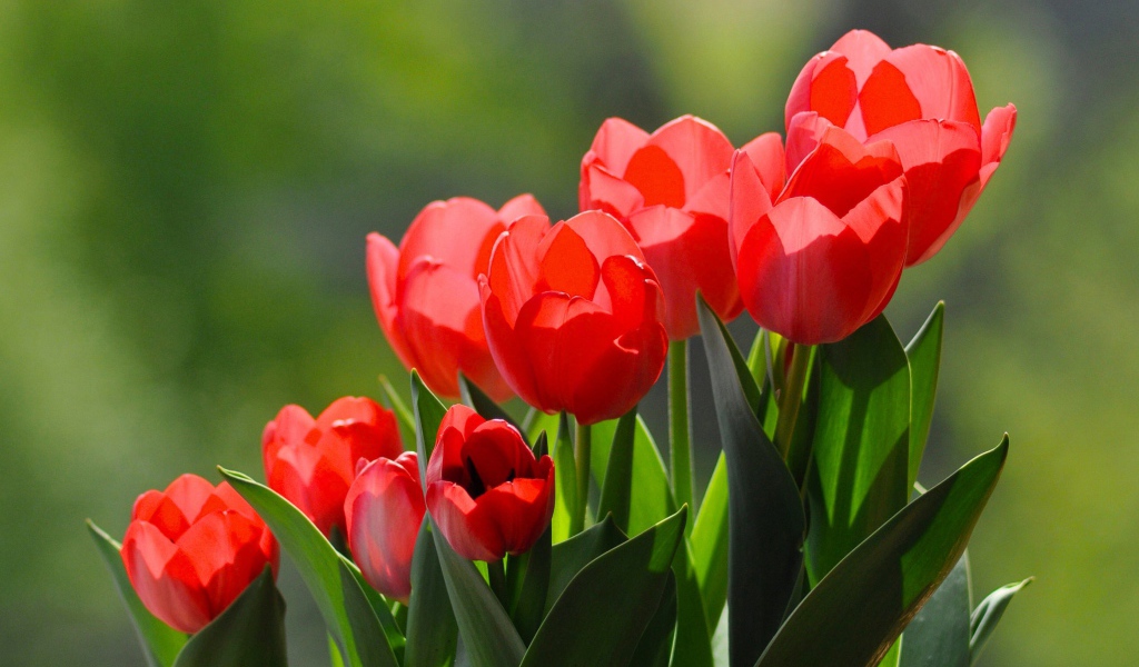 Красные тюльпаны с зелеными листьями