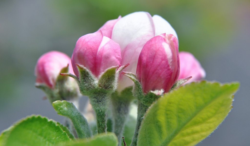 Распускающийся розовый цветок яблони 