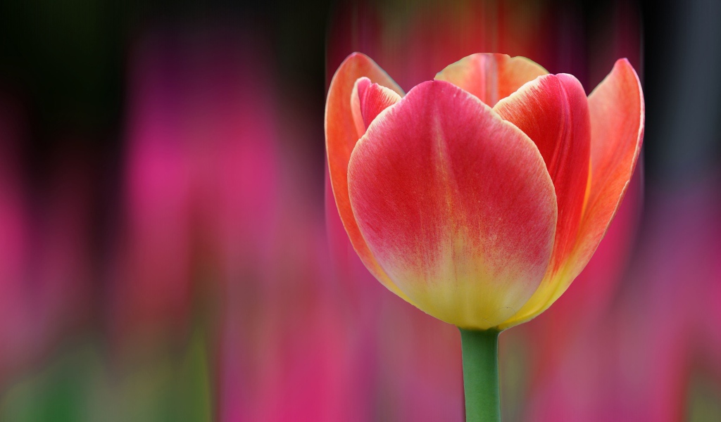 Одинокий розовый тюльпан 