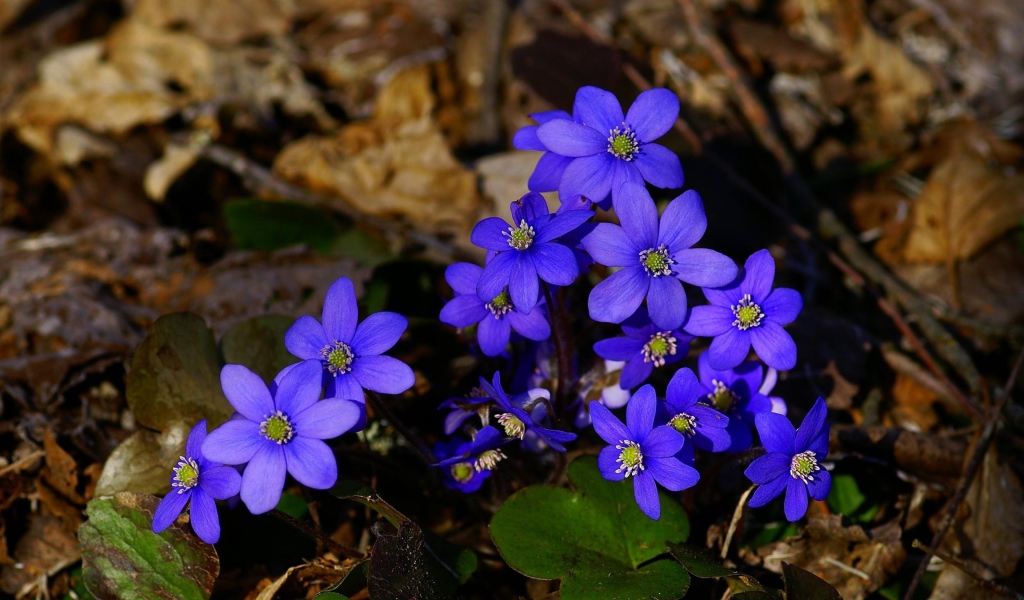 Маленькие синие цветы в сухой листве