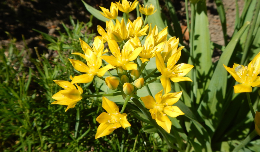 Маленькие желтые лилии вид сверху