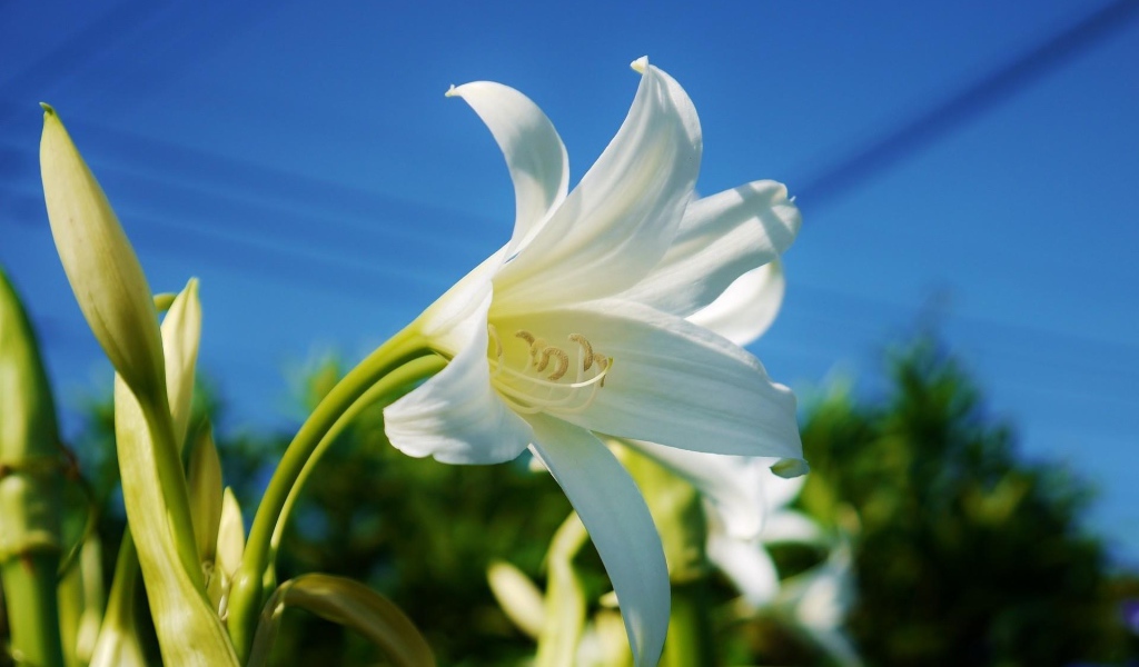 Белоснежная лилия под красивым голубым небом крупным планом