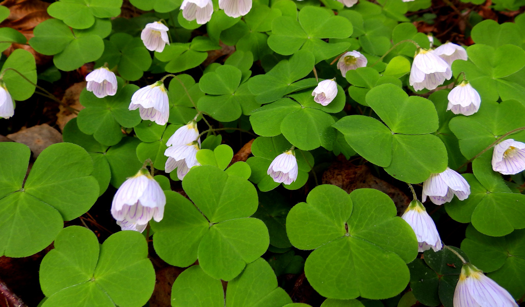 Цветы кислица с большими зелеными листьями 