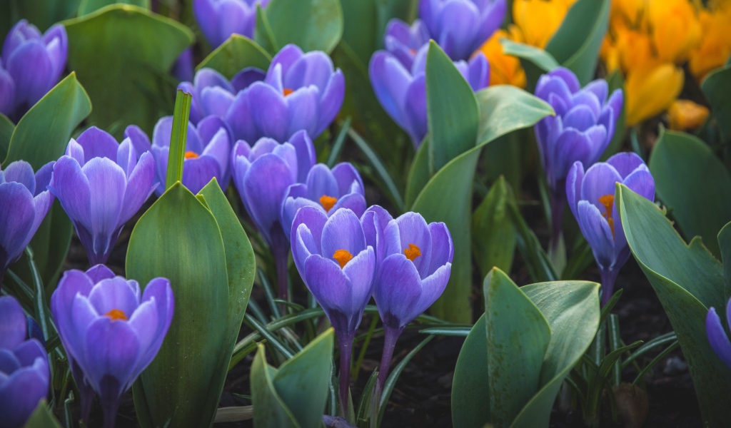 Весенние первоцветы сиреневые крокусы 