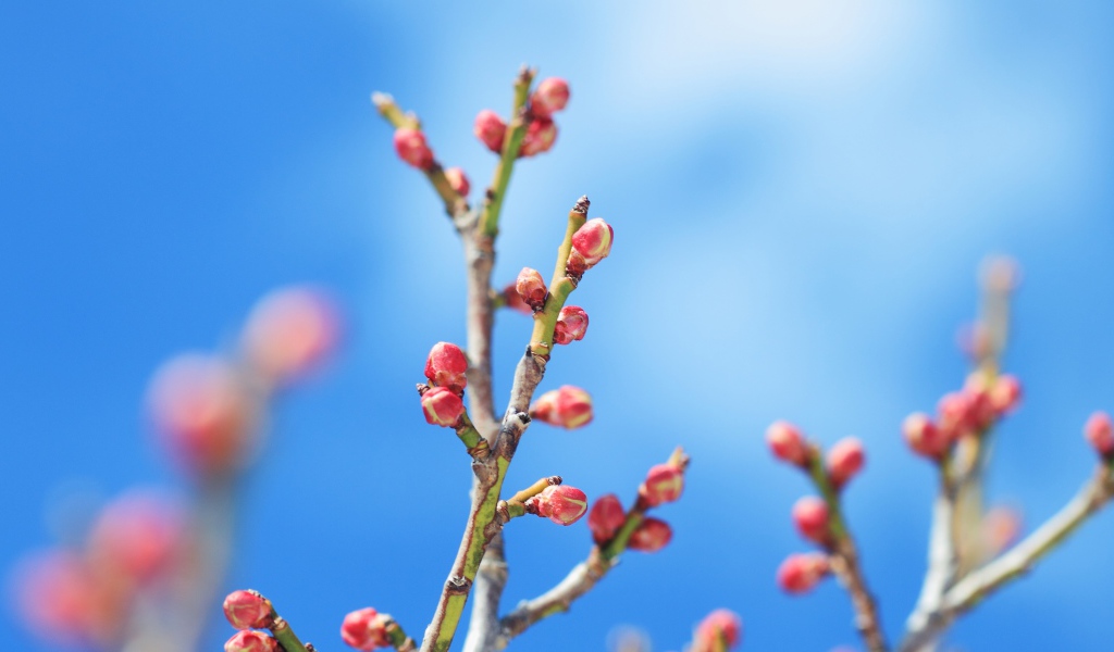 Распускающиеся почки деревьев весной