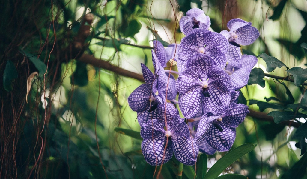 Полосатая фиолетовая экзотическая орхидея