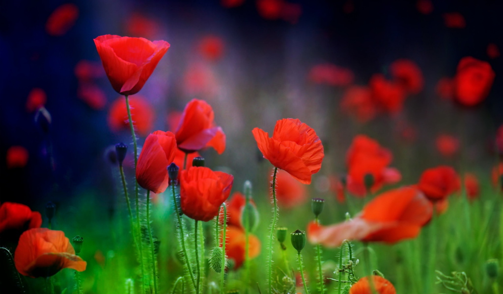 Летние красные цветы маки в поле