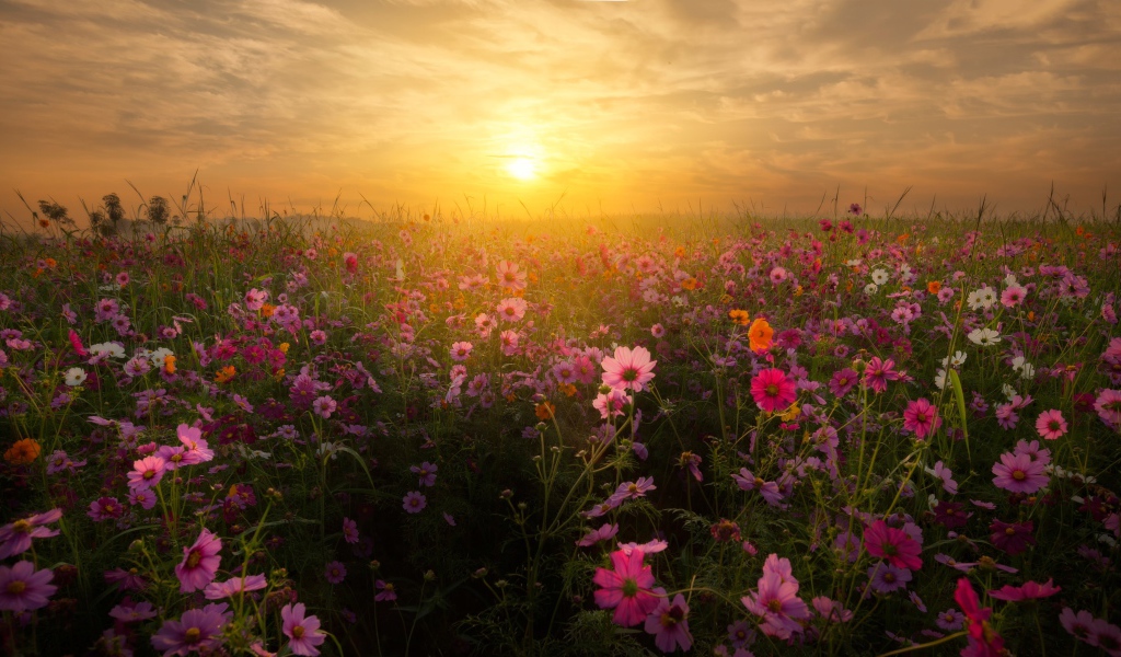 Восход солнца над полем космей 