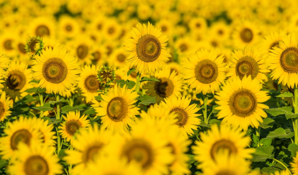 Поле солнечных цветущих подсолнухов летом
