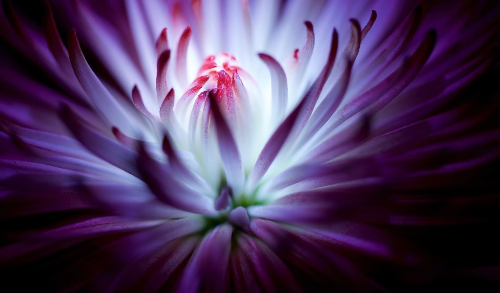 Тонкие лепестки сиреневой хризантемы 