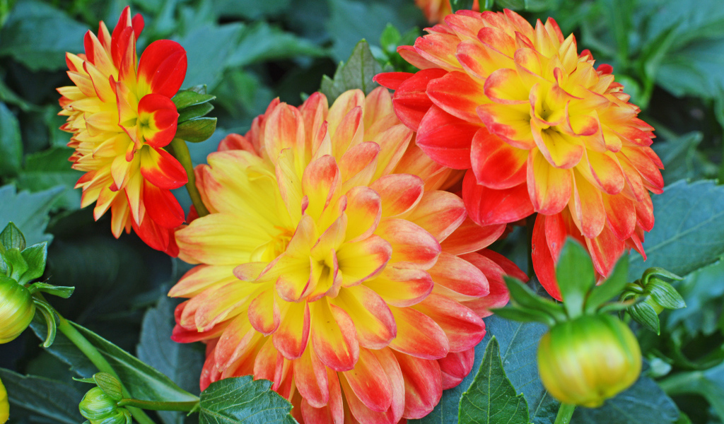 Три красивых оранжевых георгины 