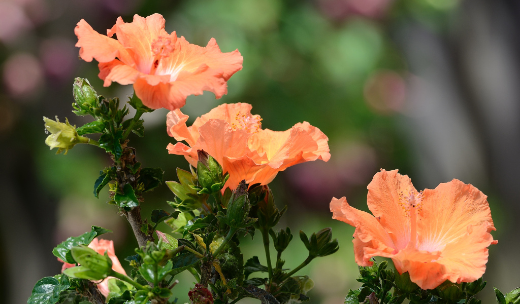 Три красивых оранжевых цветка гибискуса