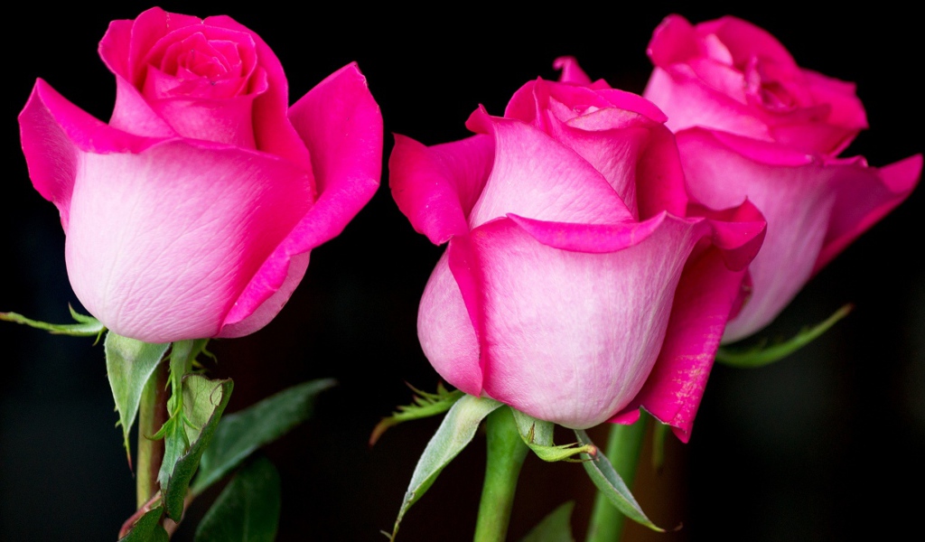 Три красивых розовых розы на черном фоне 