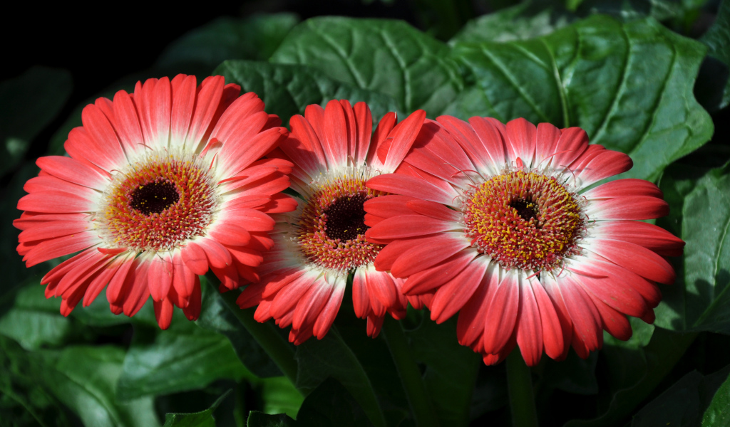 Три красивые красные герберы крупным планом