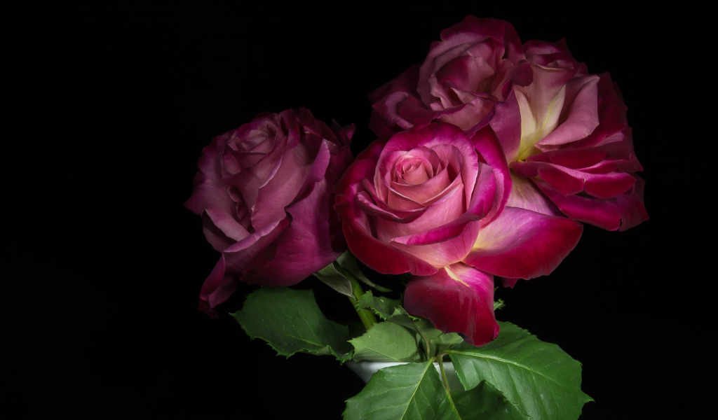 Три  красивых розы на черном фоне 