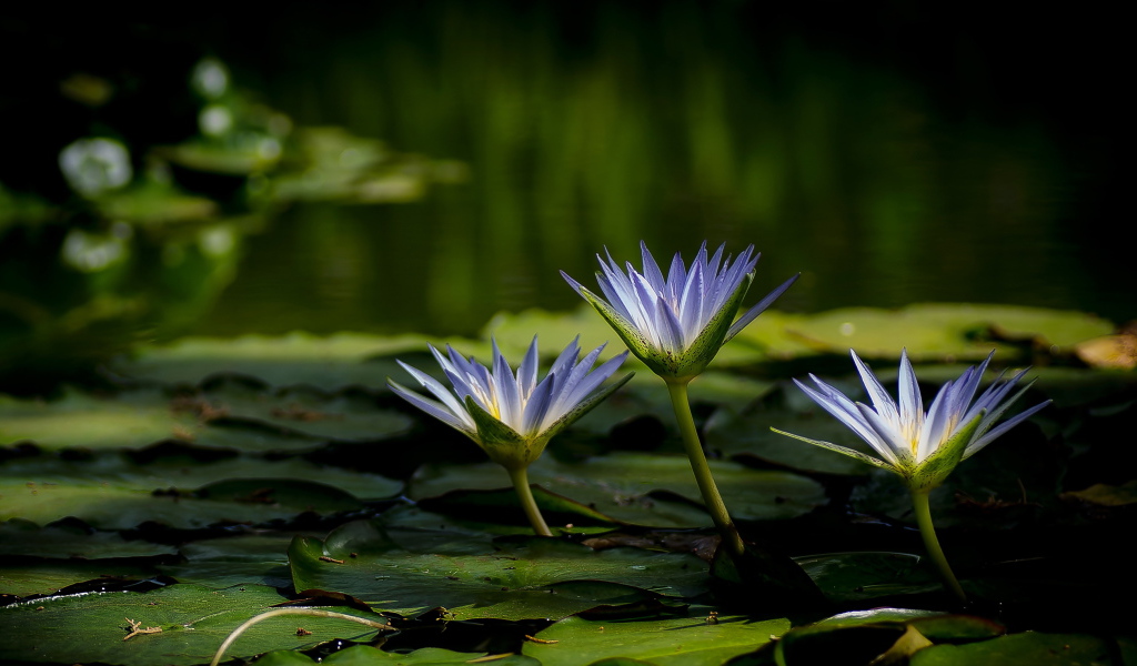 Три красивые фиолетовые кувшинки в воде