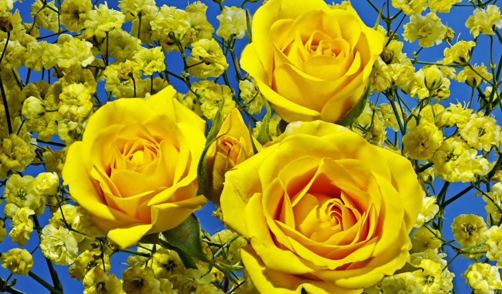 Три красивые желтые розы 