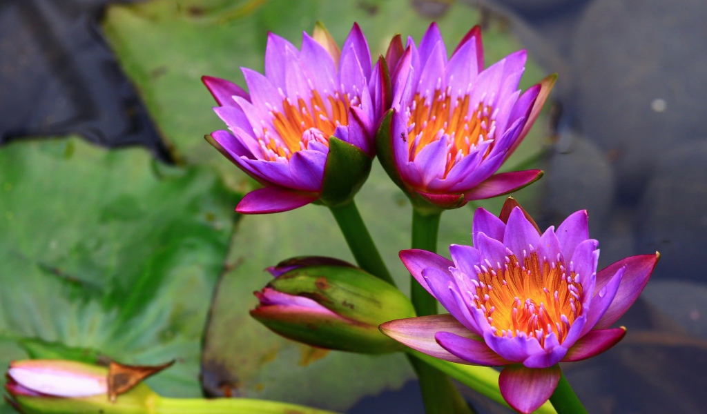 Три нежных сиреневых лотоса  в воде 