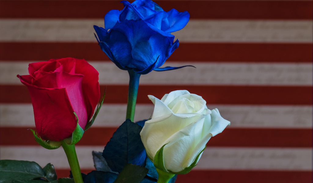 Три разноцветные розы крупным планом