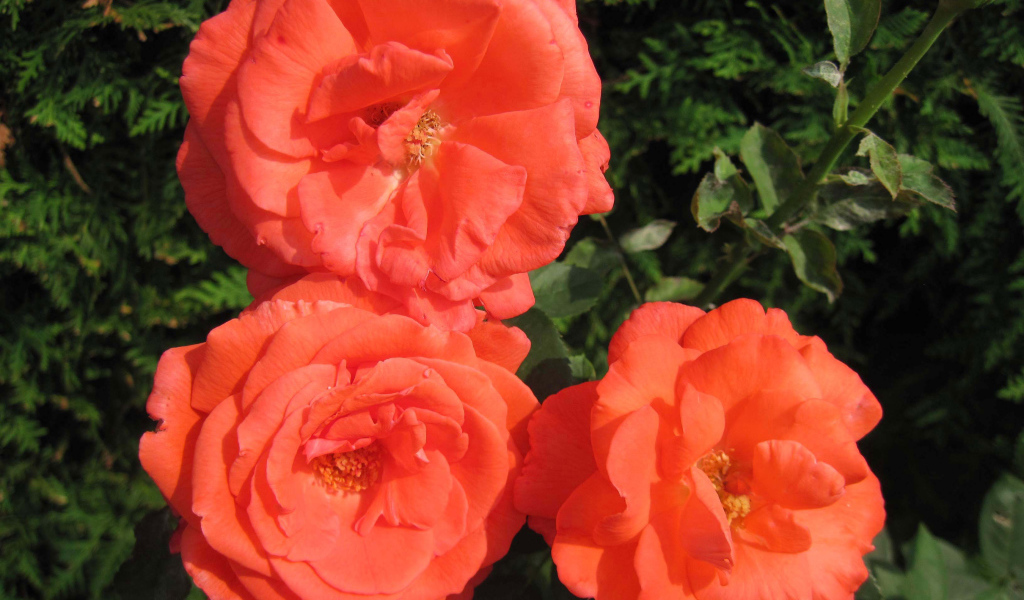 Три оранжевые садовые розы крупным планом