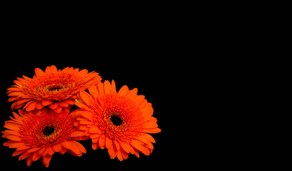 Три оранжевые герберы на черном фоне 