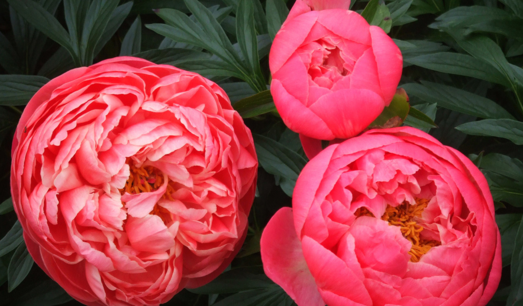 Три розовых пиона крупным планом 