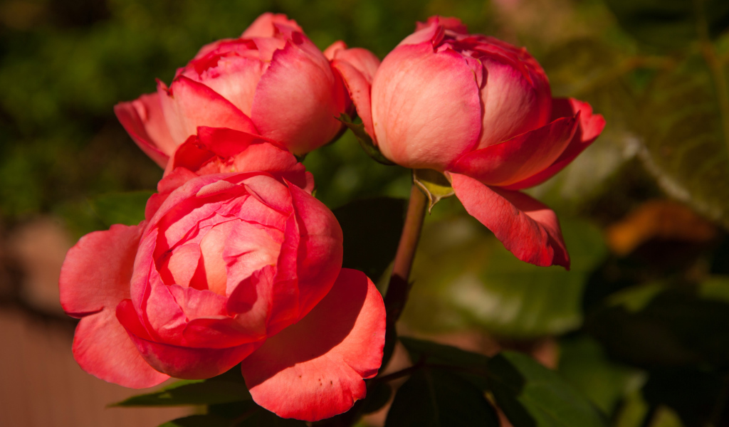 Три розовых розы в саду крупным планом