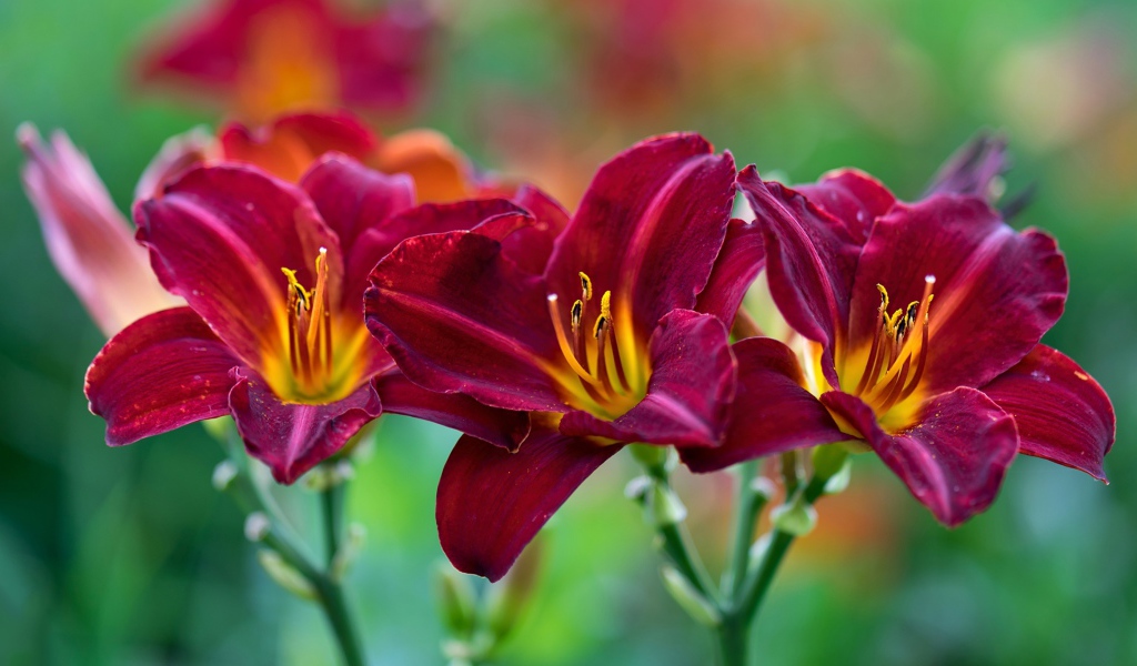 Три красных красивых цветка лилии