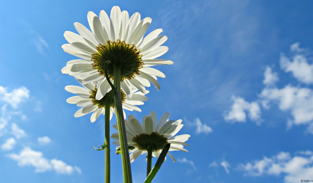 Три белых ромашки на фоне голубого неба