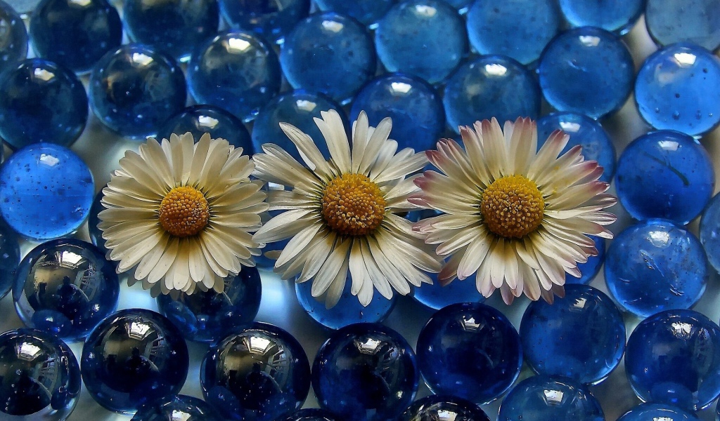 Три белых ромашки на голубых прозрачных шариках 