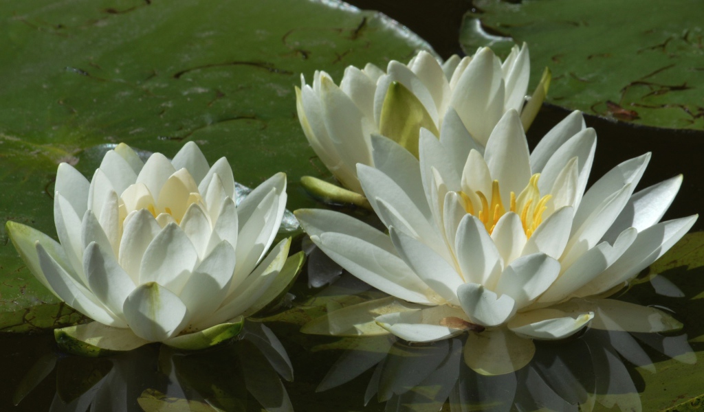 Три белые водяные лилии в пруду 