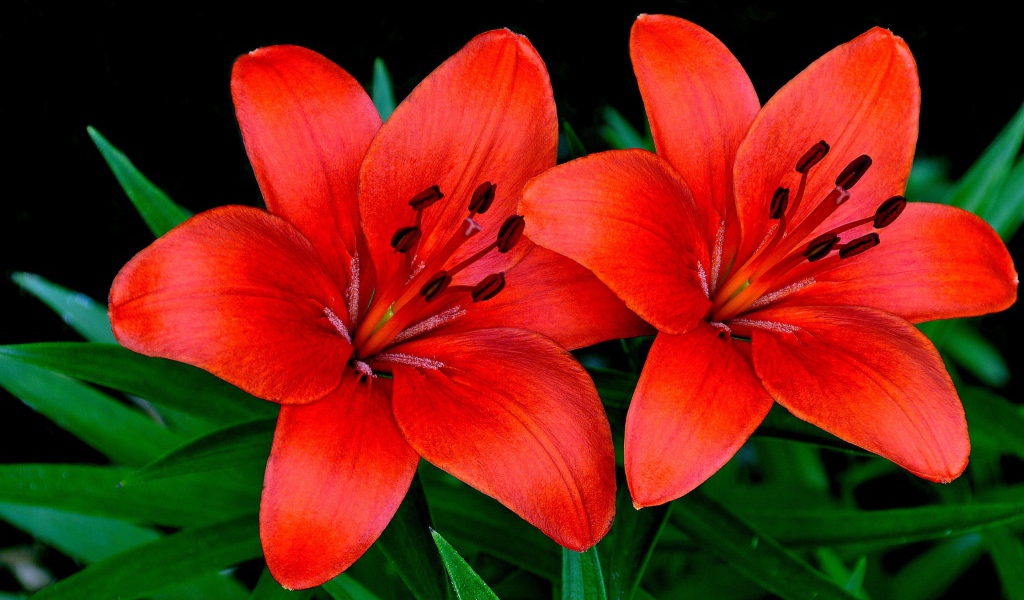 Две красивые оранжевые лилии крупным планом