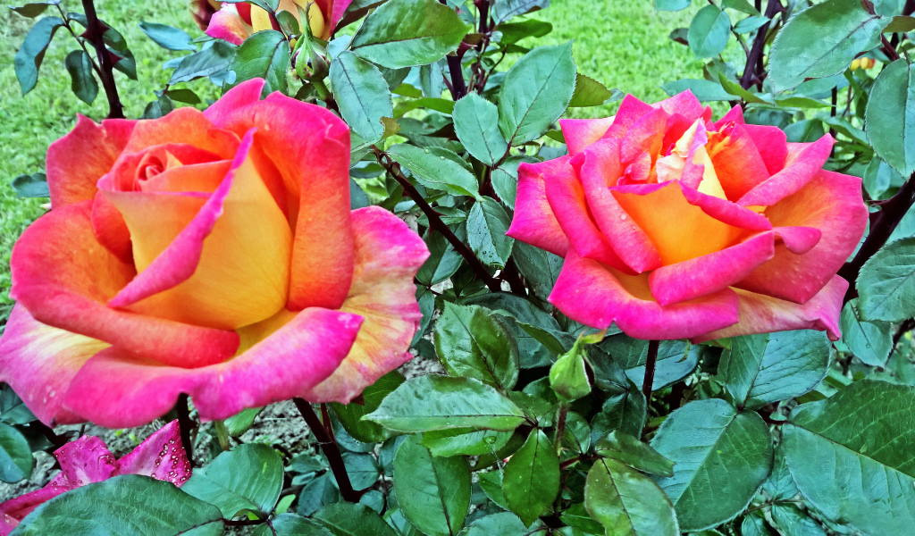 Две красивые розы в саду крупным планом