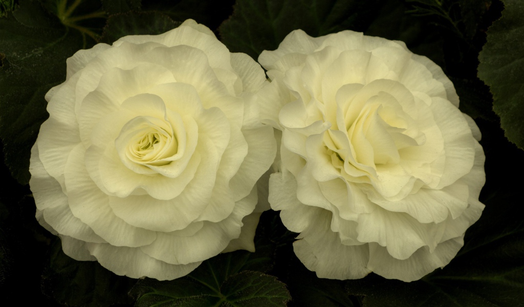 Два красивых нежных цветка бегонии 