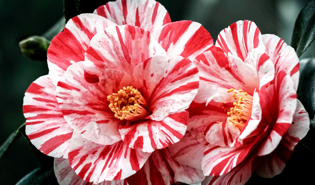 Два красивых необычных цветка камелии