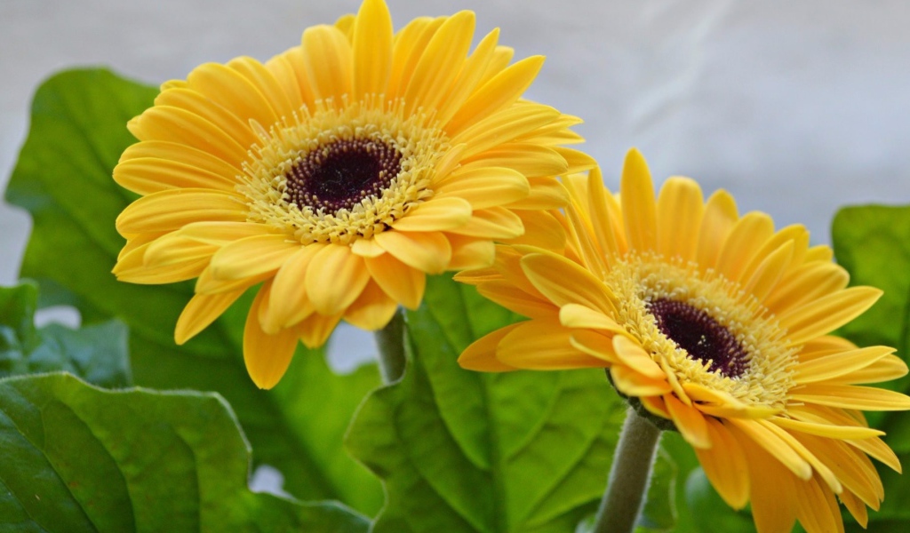 Две красивые желтые герберы 