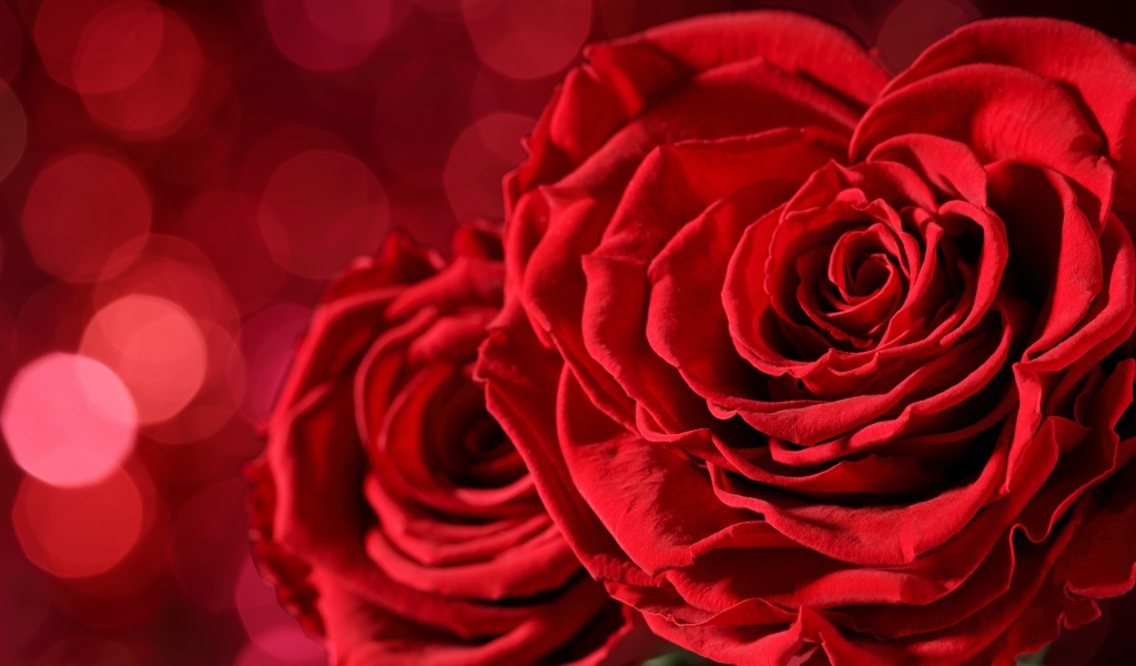 Две большие красные розы крупным планом