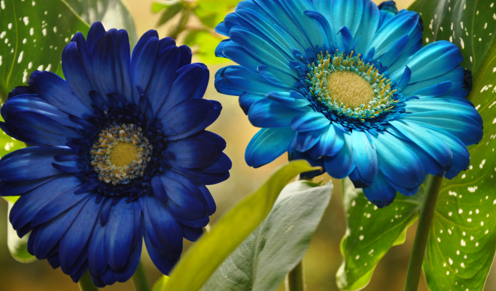 Две голубые герберы крупным планом