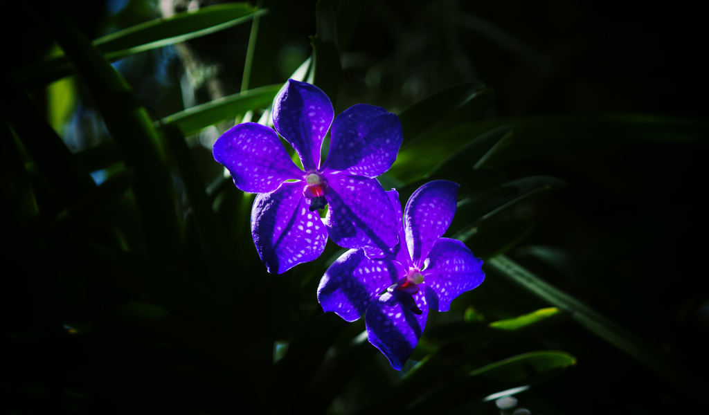 Два цветка фиолетовой орхидеи вблизи