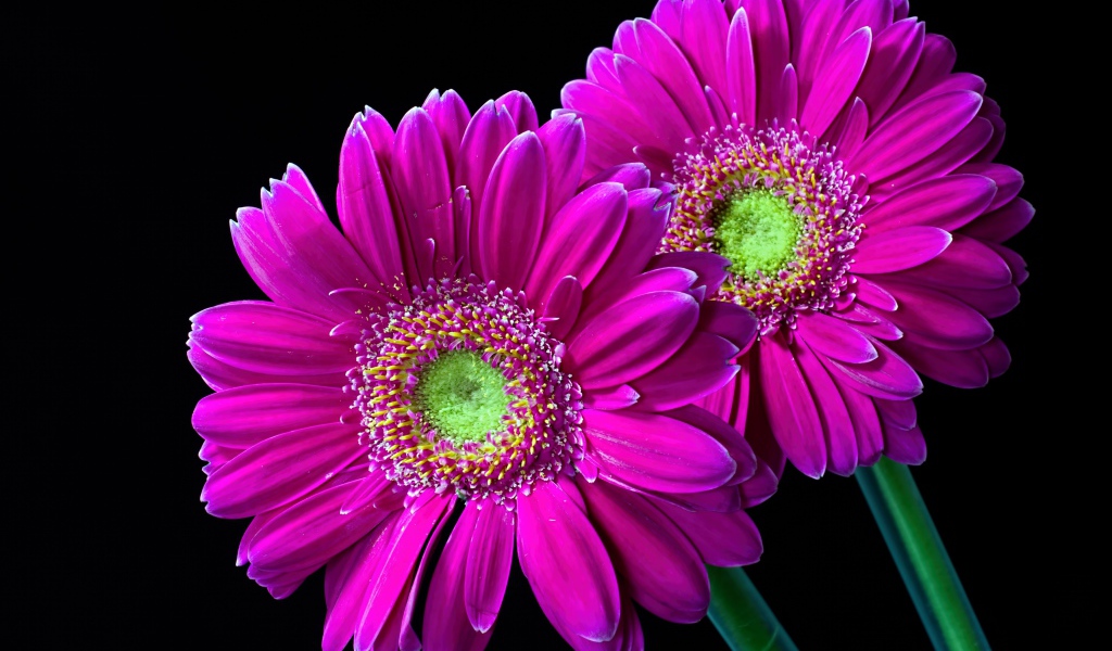 Две нежные розовые герберы на черном фоне 