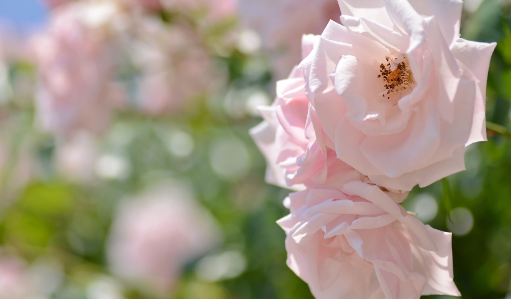 Две нежных розовых розы в саду 